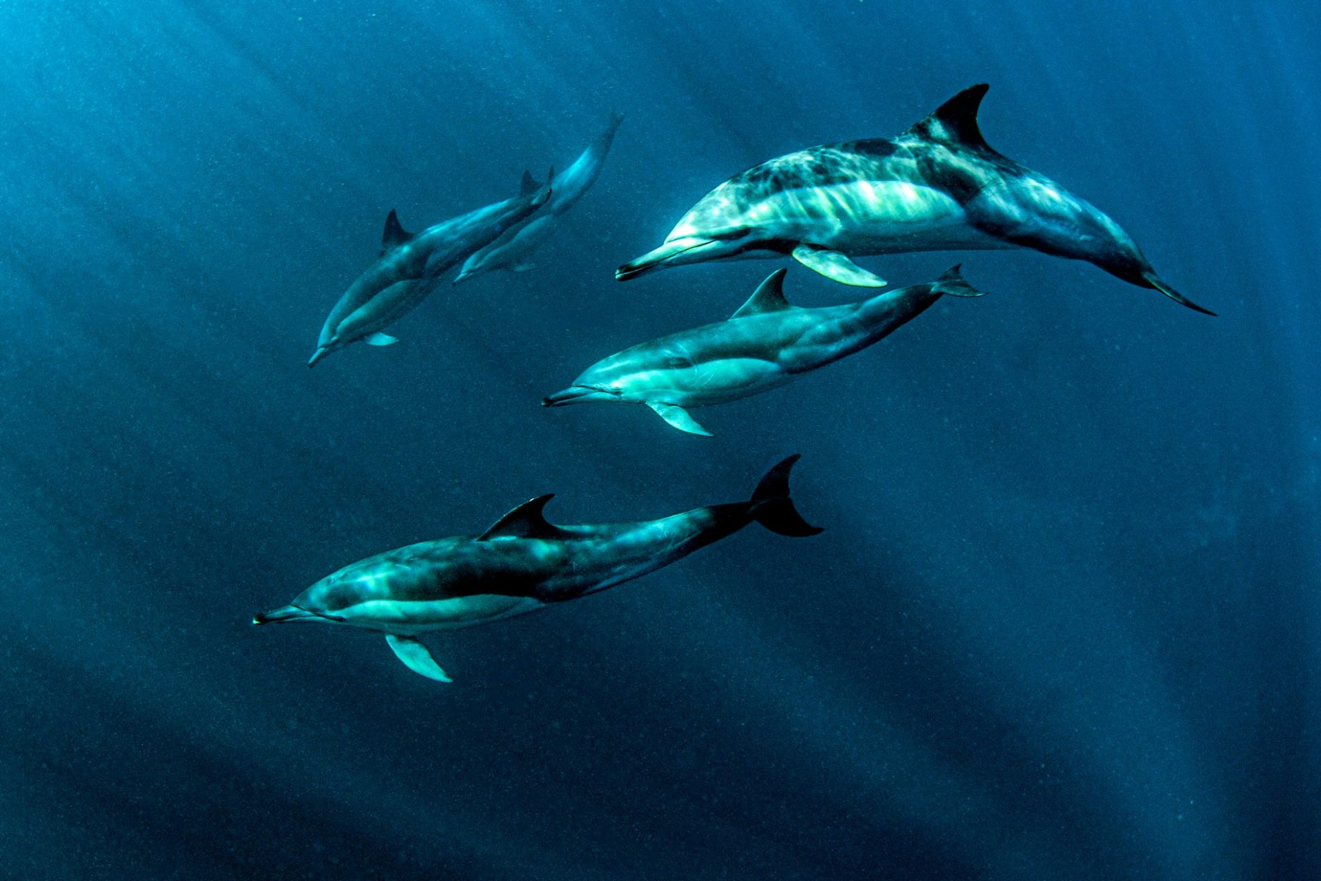 three dolphins swimming underwater