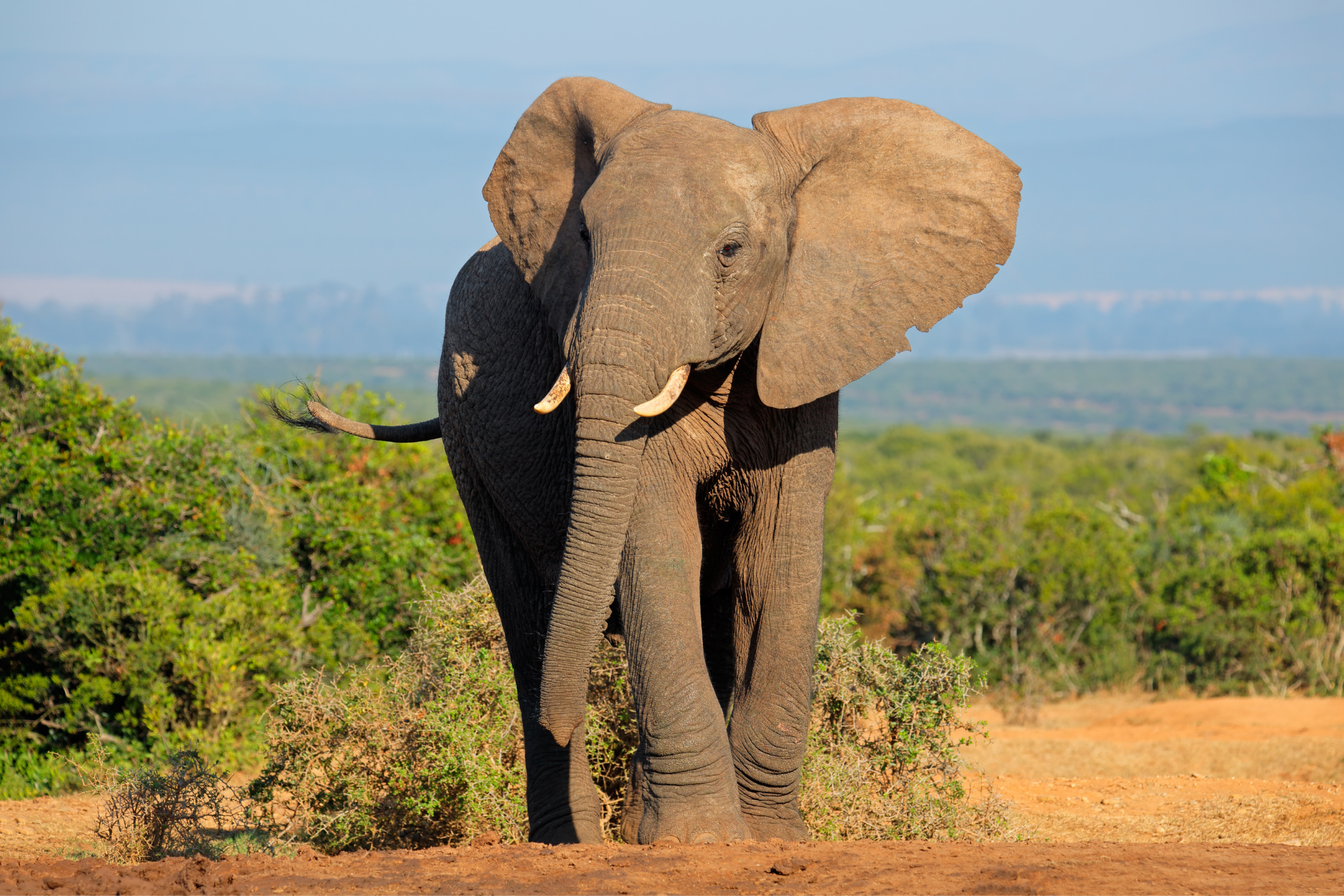 an elephant surrounded by grasslands