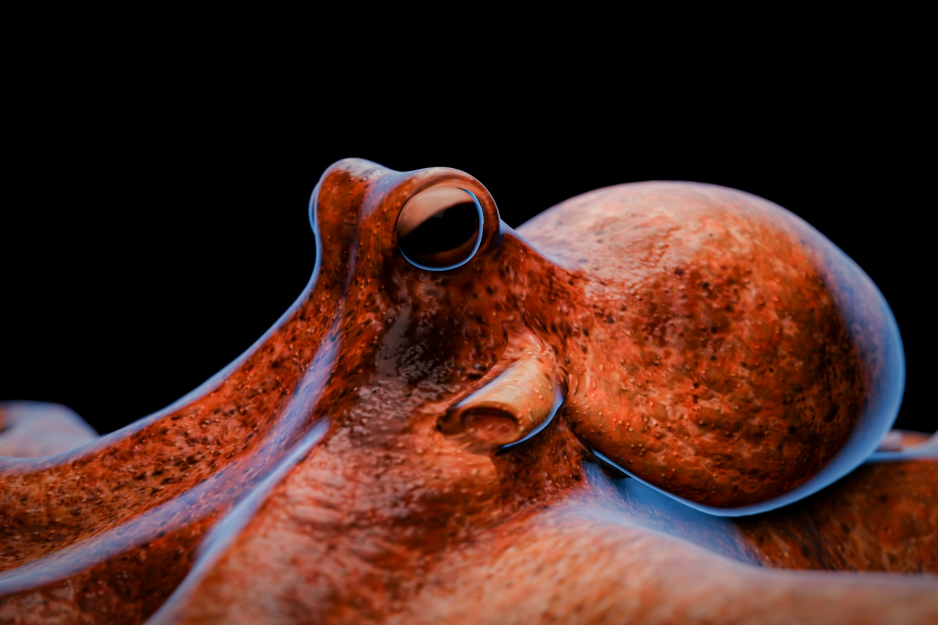close-up of on octopus with orange and red skin