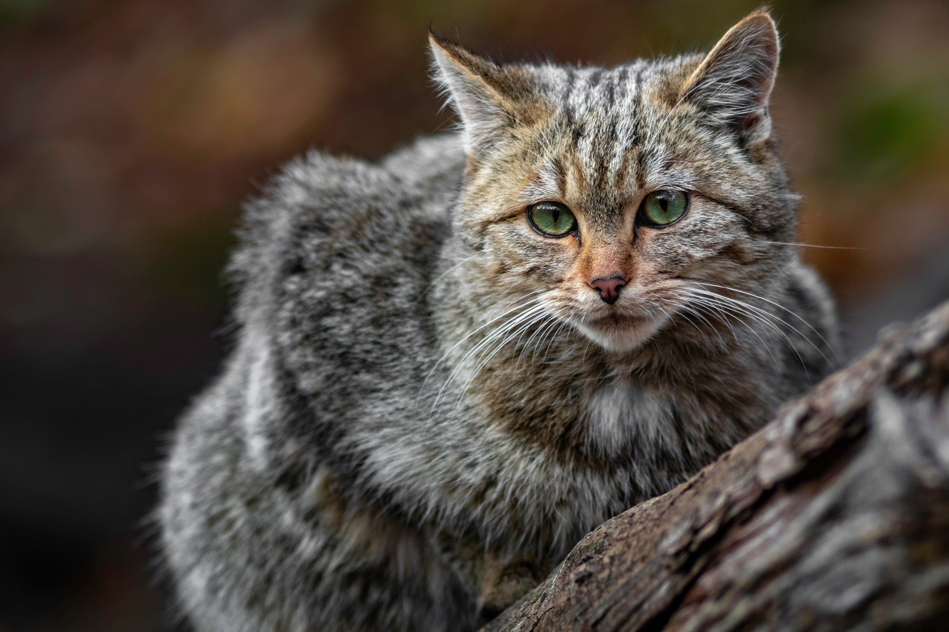 close-up view of a wildcat perched on a tree